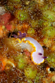 A very large Chromodoris purpurea crawling in the middle of jewel anemones (Corynactis viridis). Shot using Canon EOS 350D in Ikelite housing, Canon 100mm macro and Nikonos SB-105 strobe. 